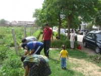 TREE PLANTATION IN B15-B27 LANE ON AUGUST 01, 2009